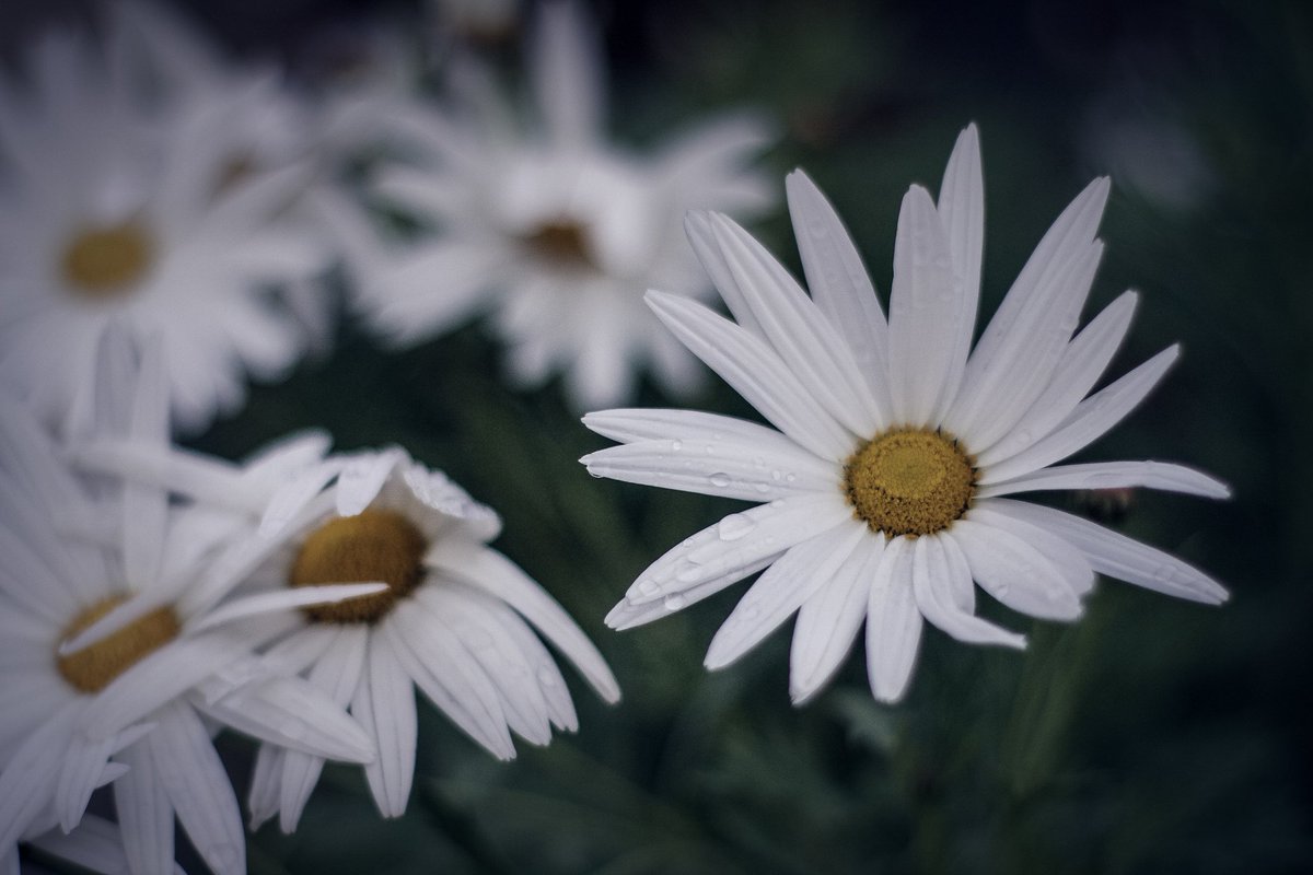 amermanstale's tweet photo. Tiny droplets. From a recent trip Down #greatoceanroad. Head over my my is ta for more. #photography #travel #landscapephotography https://t.co/RsQvJqwDB4