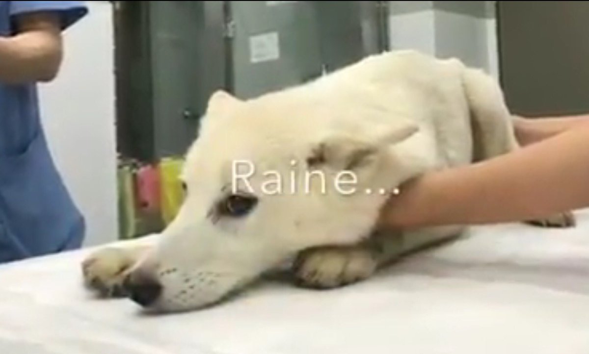 GretaAstpc's tweet photo. #Trip16 Raine 🐶🐾❤️1/17 saved from slaughterhouses #SouthKorea by #MarcChing
rescued all the #dogs in the cages 🙏https://t.co/g57g8Rj30M https://t.co/vraUftbULU