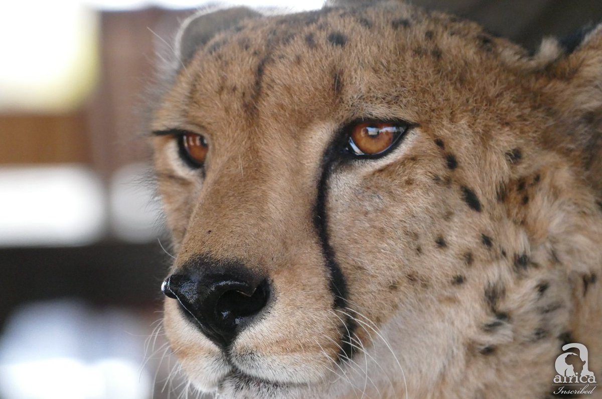 africaInscribed's tweet photo. You can meet Sylvester the Cheetah,  ambassador of wildlife at The Elephant Camp Victoria Falls https://t.co/hayETAmMGX