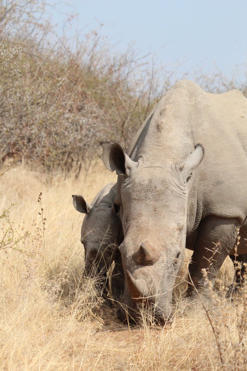 MotseBotswana's tweet photo. Baby Zimba! #rhinos #wildlife #limpopolipadi https://t.co/ynYAkECkEt
