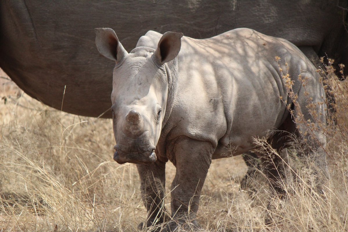 MotseBotswana's tweet photo. Baby Zimba! #rhinos #wildlife #limpopolipadi https://t.co/ynYAkECkEt