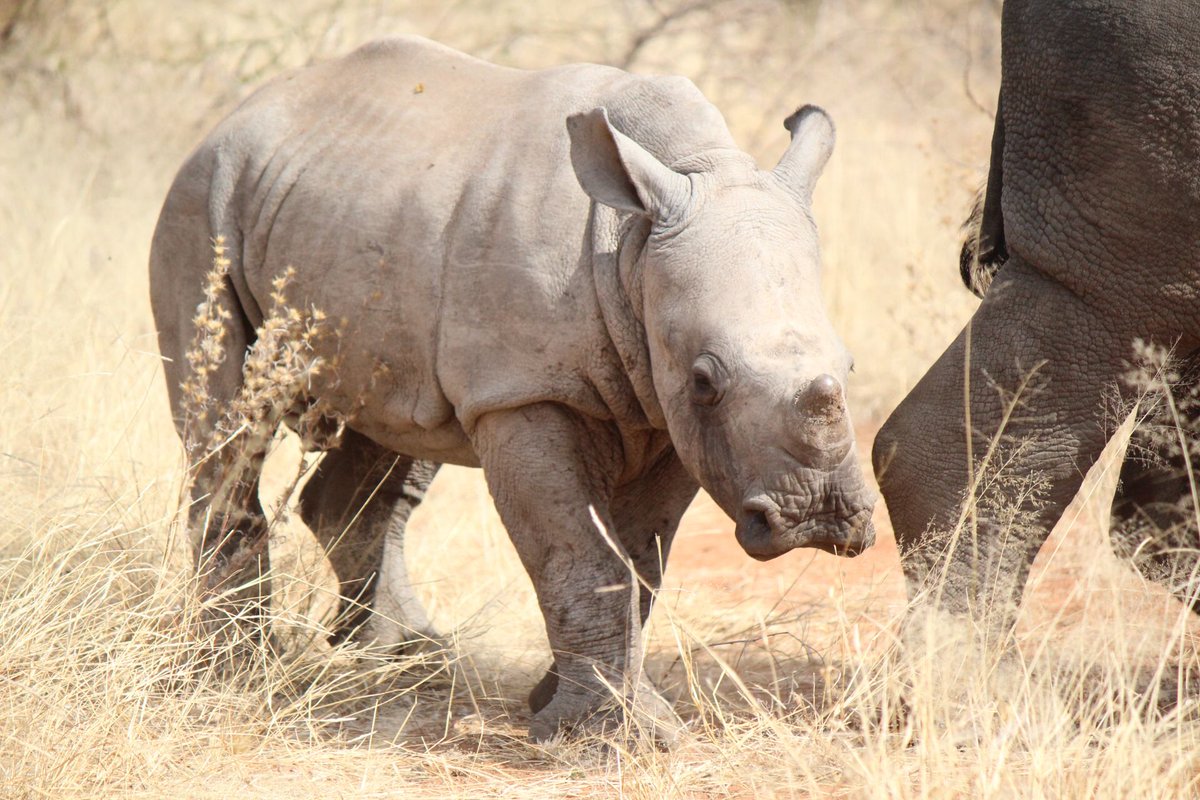 MotseBotswana's tweet photo. Baby Zimba! #rhinos #wildlife #limpopolipadi https://t.co/ynYAkECkEt
