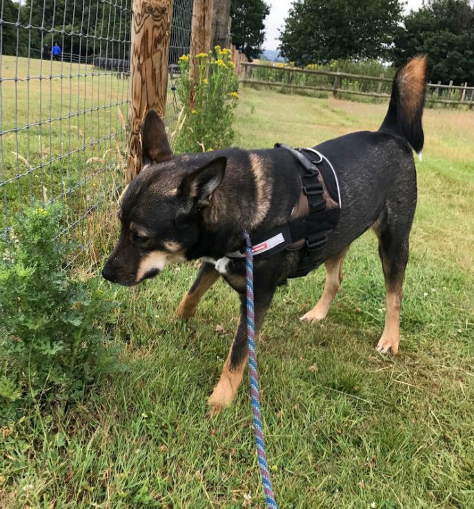 gsrescueelite's tweet photo. 2yr old Luna can live with older kids and other #dogs and is such a trusting girl
#GermanShepherd
#Essex
https://t.co/G50J0ekUSb https://t.co/aEtHct2Qff