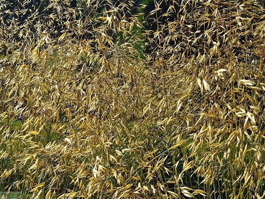TropicalBritain's tweet photo. Stipa gigantea https://t.co/6QeTtTpcqY