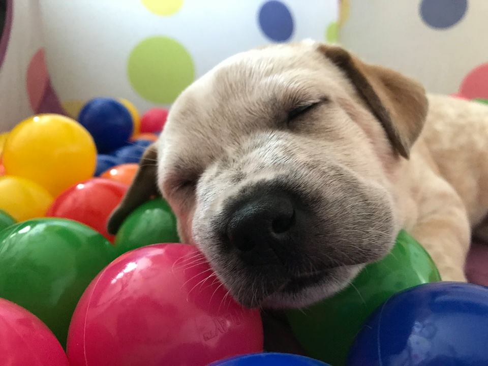 RESCUEDOhio tweet media