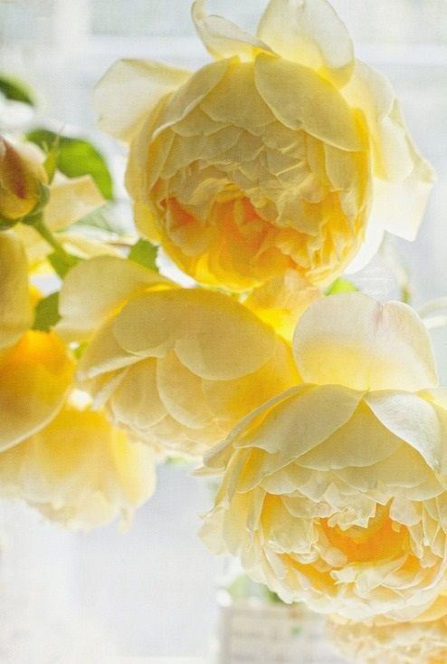 elsufuen's tweet photo. @KALAWI8 @DreamKissyo @utada0511 @Lorebl034 @Natanaelmiangel @MandhirSingh19 https://t.co/8lsvxqnaFP