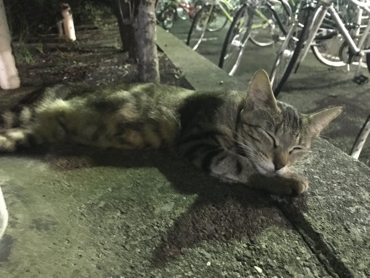 HidehiroTakeda's tweet photo. 野良氏おやすみ💤 https://t.co/22UCKNv3YH