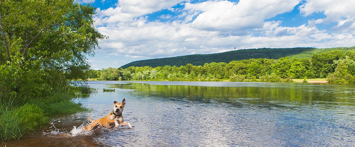 CTvisit's tweet photo. Bow-wow, it's #NationalDogDay! Celebrate with these tail-wagging adventures for you and your pooch: https://t.co/v2i0aXFMnI #CTvisit https://t.co/X3E4ugHvYB