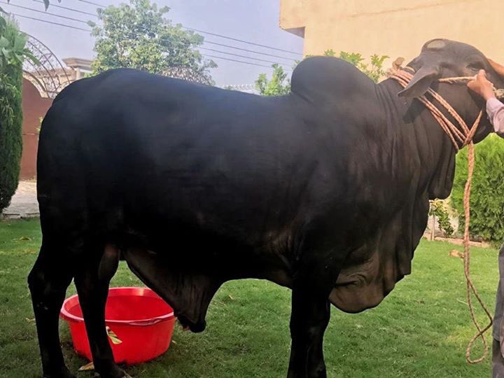 Mustafa156456's tweet photo. #_MashAllah
#_Happines__Is__Bringing__Qurbani__ka__Janwer😍❤️ https://t.co/OEoquqZ7RW