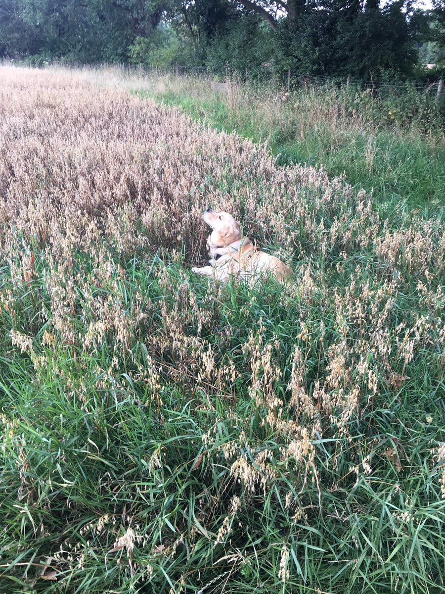 Alfie20122015's tweet photo. Afternoon Adventures #nationaltrust #styalmill https://t.co/jo8QhI41JE