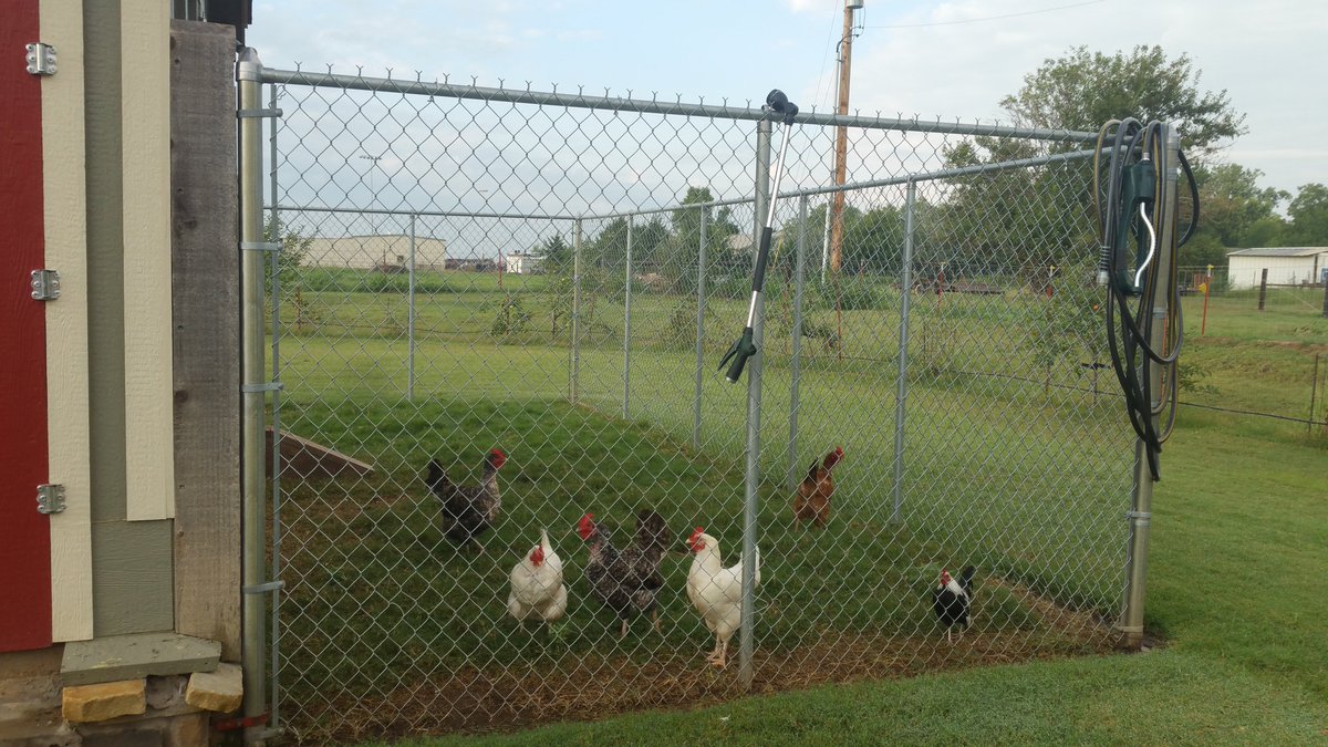 EdmondChickens's tweet photo. Morning with these girls & Mr. Blue Jay. โก
#lifeisbetterwithchickens https://t.co/vCnBwcfwya