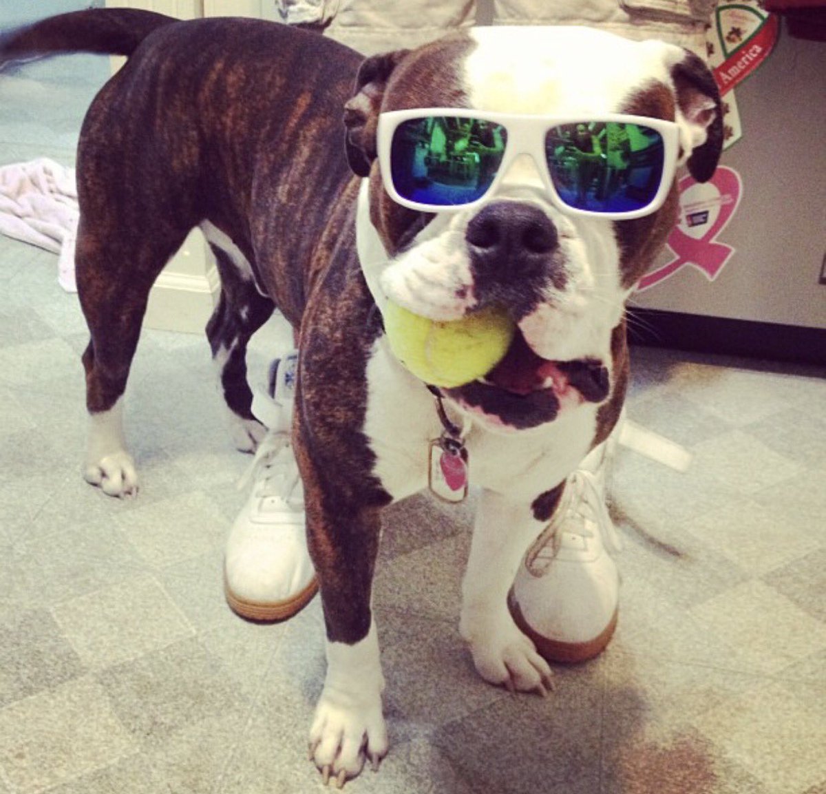 SVisionwork's tweet photo. Don't miss out on the savings💰 #CustomerAppreciationWeek #50off #Glasses #Visionworks #ThankuThankuVeryMuch #NationalDogDay https://t.co/FymYslCjX1