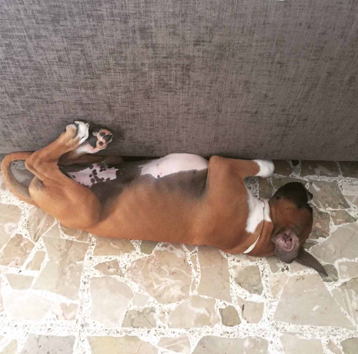 MicaMuscat's tweet photo. #internationaldogday #buffu everyday should be a dog day ❤️ #woof https://t.co/MhibJPmo0z