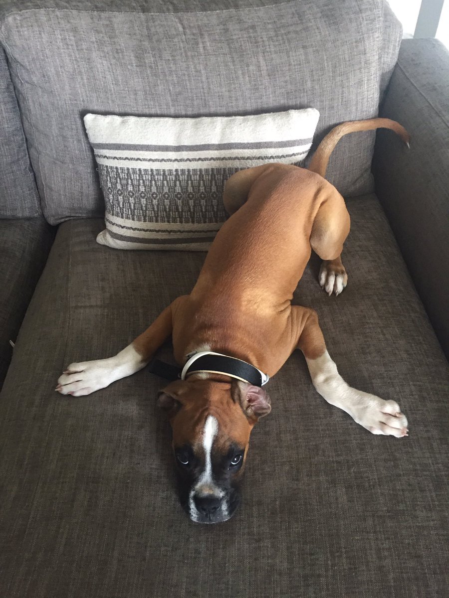 MicaMuscat's tweet photo. #internationaldogday #buffu everyday should be a dog day ❤️ #woof https://t.co/MhibJPmo0z