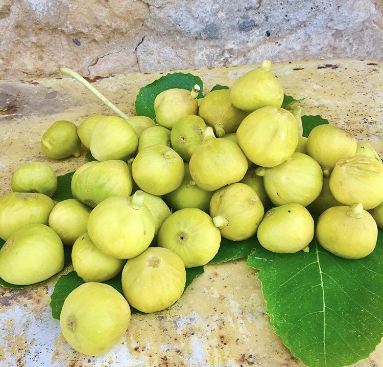 Fresh picked #figs by <a href="/Debbie_Travis/">Debbie Travis</a> on her own #culinaryadventure through #Tuscany. Great minds think alike #travellingfoodies