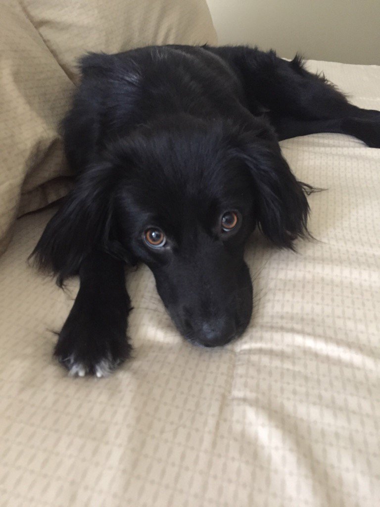 Pepper on #NationalDogDay