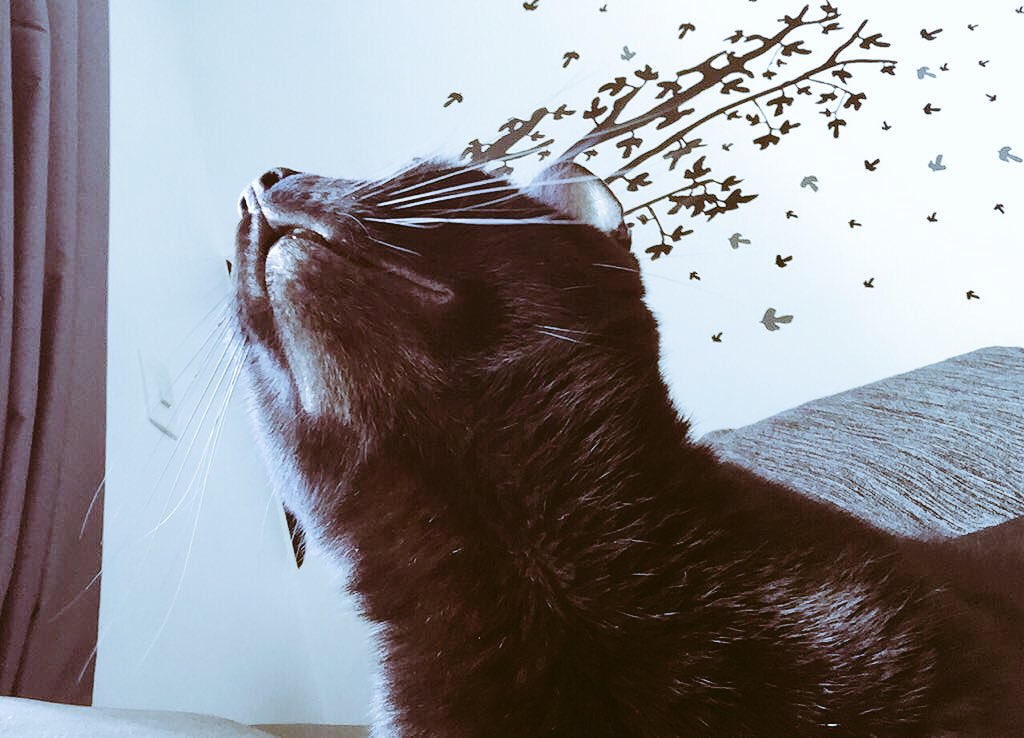 DylanOGato's tweet photo. Boquinha mais linda passando na sua TM
P.S. A mama que falou 😸 https://t.co/53tLqYu5LW