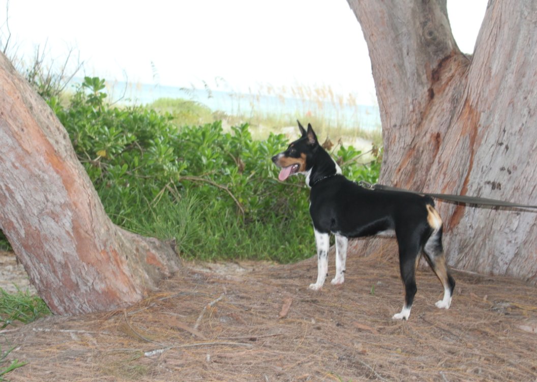 kuderickwrites's tweet photo. There is nothing more reliable than the ocean tides and the love of a dog. #NationalDogDay https://t.co/EtYh14eBv8