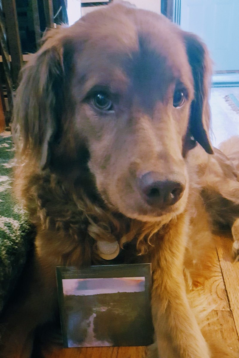 CommPool's tweet photo. Argo ferociously guards his new copy of One Everything, which means you'll have to get your own at https://t.co/yswk50f6tw #OneEverything https://t.co/BxAVRjEuH3
