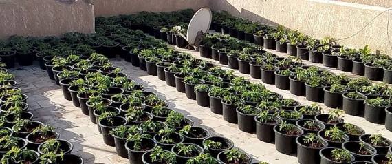 VAccess9's tweet photo. Use your empty spaces. Plant the world. 
#Clean_Society #Access9_camp https://t.co/QVi7mTjUHO