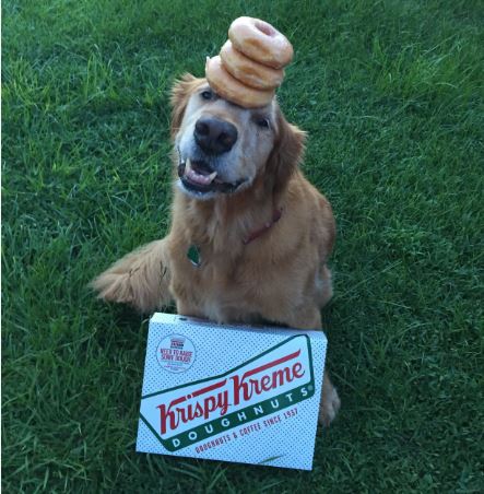 krispykreme's tweet photo. Dogs are the best—who else loves us enough to put up with these shenanigans? Happy #NationalDogDay https://t.co/fADRoaLLhT