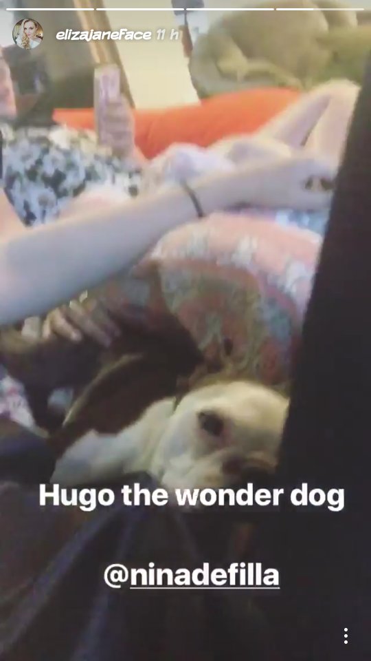 Elizalicious_'s tweet photo. Todos quisieramos ser ese perro que está con EJ xD https://t.co/dGrKWq8bo5