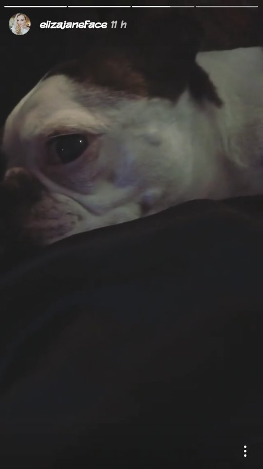 Elizalicious_'s tweet photo. Todos quisieramos ser ese perro que está con EJ xD https://t.co/dGrKWq8bo5