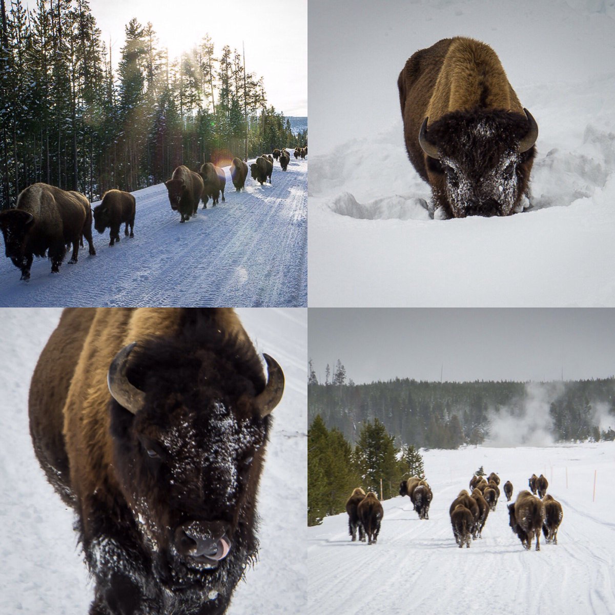59NationalParks's tweet photo. #FindYourPark Photo Challenge Best Snowy Day @YellowstoneNPS Couldn't narrow it down to just one #bison #DailyBisonUpdate https://t.co/dJhDlr4wKv