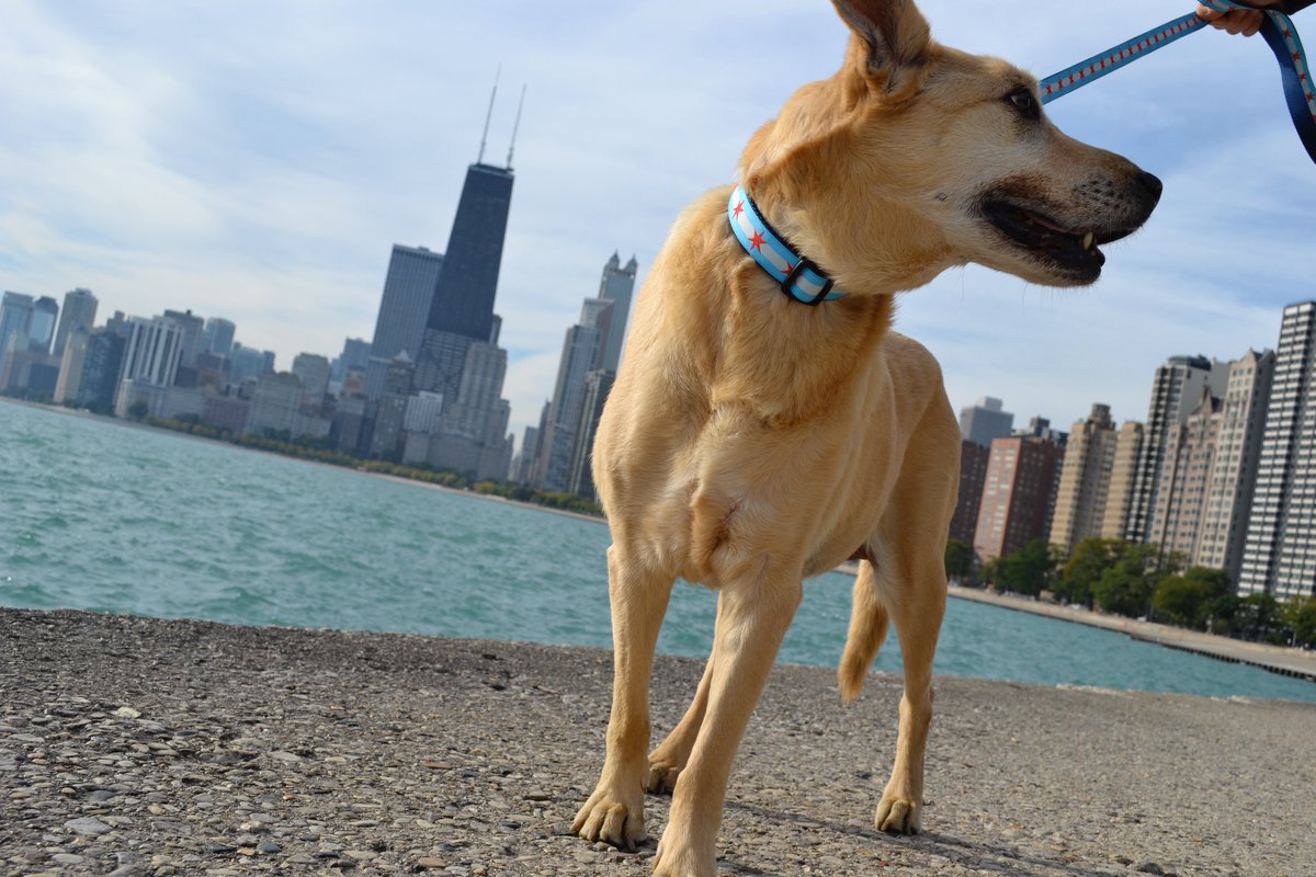sixpointpet's tweet photo. Our dog Sam, pic taken day before she passed.  10% off all orders at https://t.co/0gk4HeOtWq for #nationaldogday promo code DOGDAY #doglove https://t.co/0VUlIcuVYN