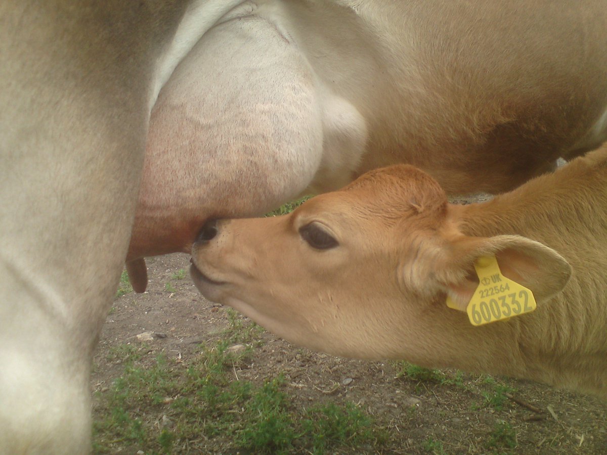 CalfAtFootDairy tweet picture