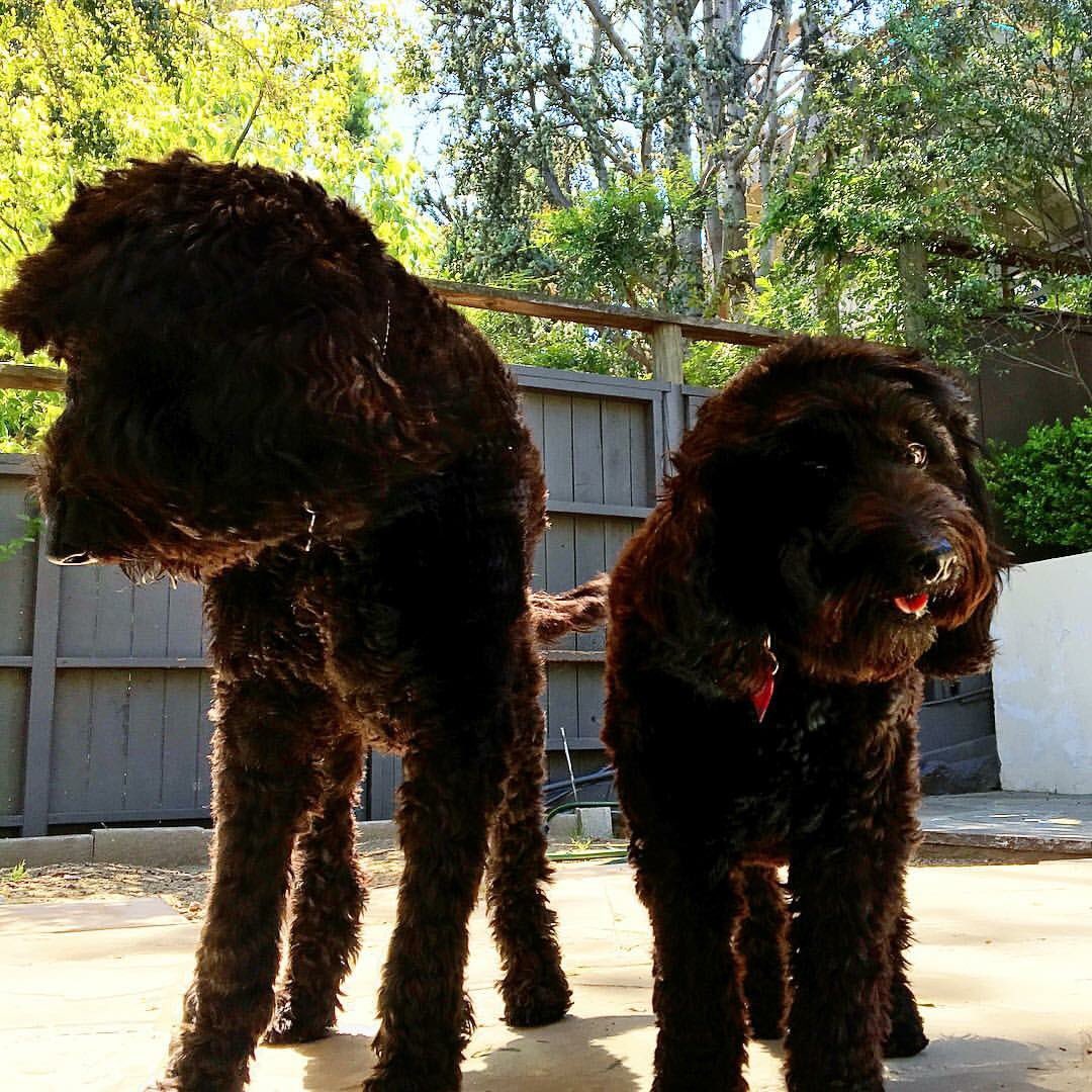 JoThrailkill's tweet photo. Today is their day! 
Happy #NationalDogDay to my Beans and Bizzy bears. 🐶 🐶 🐻 https://t.co/AhE8w6zJD9