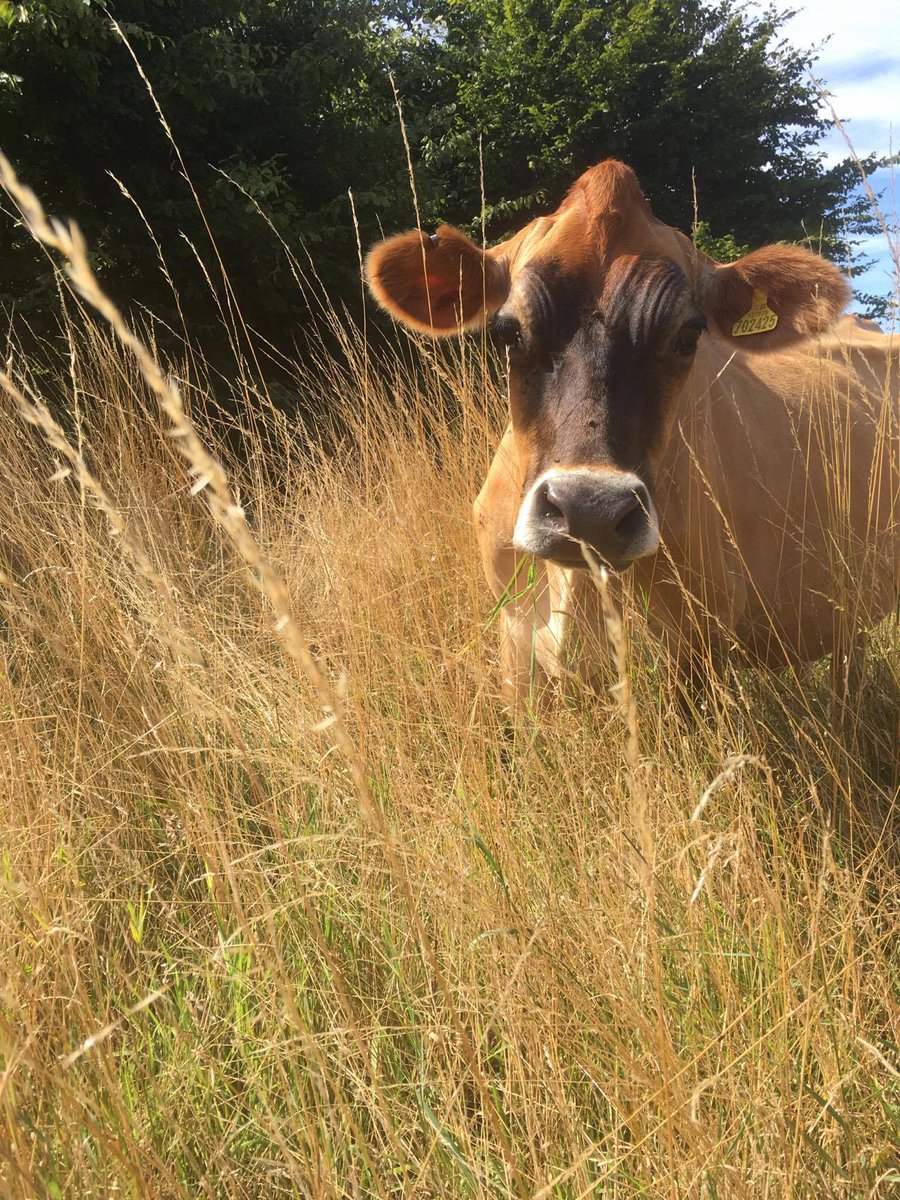 CalfAtFootDairy tweet picture