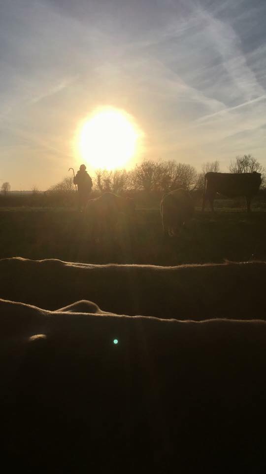 CalfAtFootDairy tweet picture