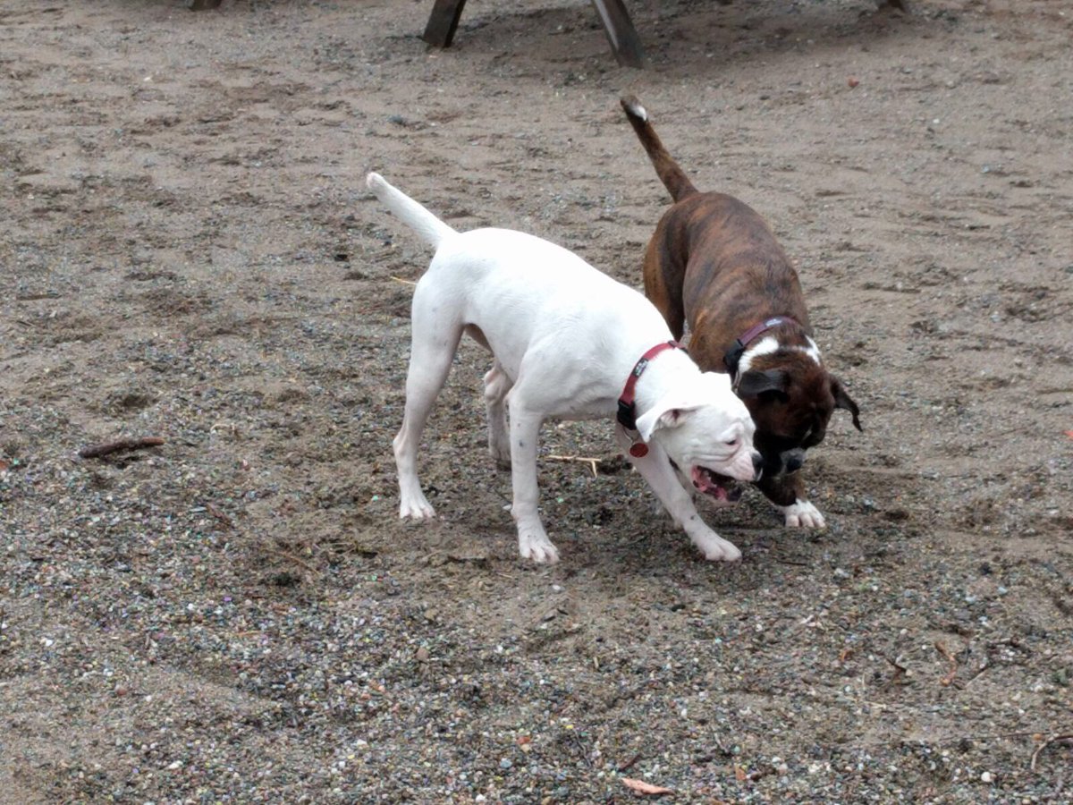 StormTheBoxer's tweet image. A bit of half sister time the other day with @PepperPottsPup for #internationaldogday