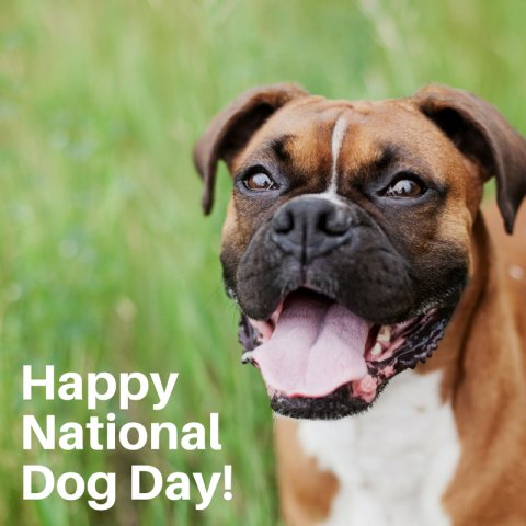 Every dog has its day, and for every dog -- it's today!
