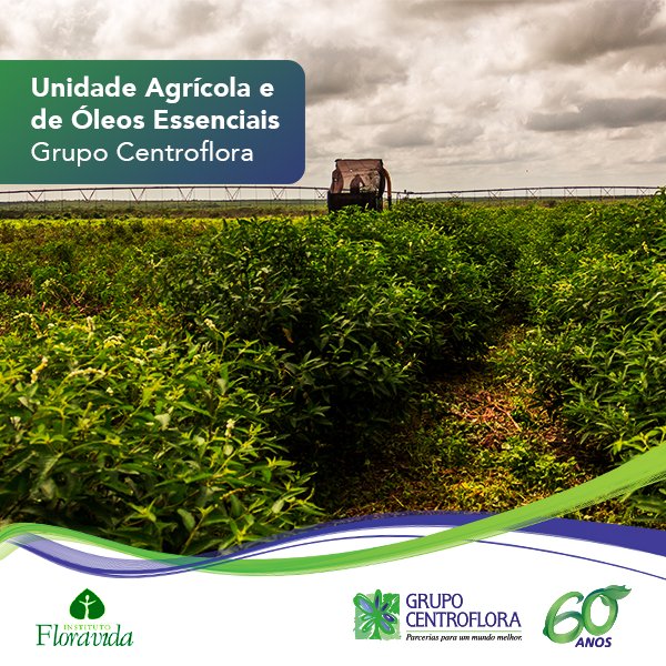 Centroflora's tweet photo. Essa é nossa produção orgânica para extração de óleos essenciais e alcaloides, em Parnaíba/PI.
#GrupoCentroflora #ingredientesnaturais https://t.co/q9LQJtVtT0
