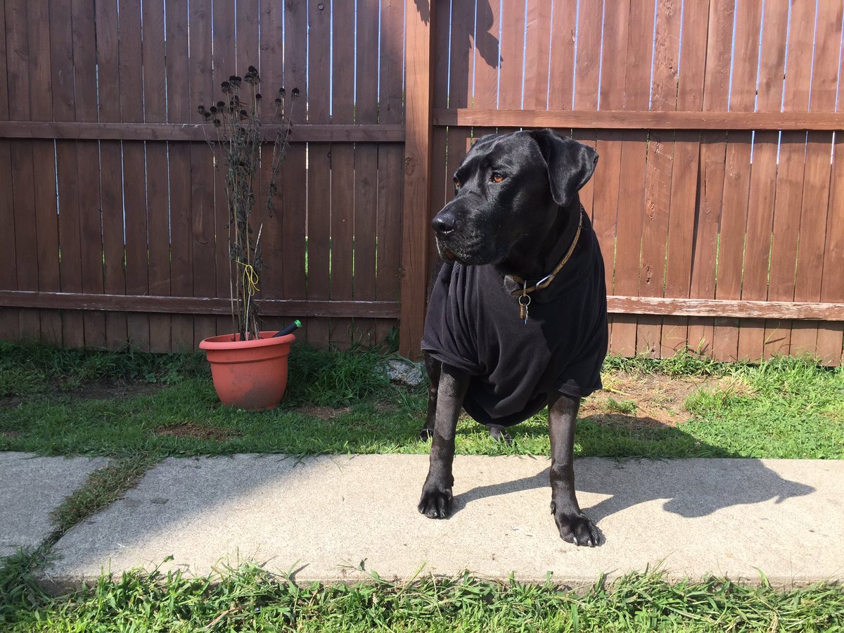 TheLanther's tweet photo. Surgery Monday to remove suspicious lump. Thurs vet called w good lab results - NO cancer! Now I'm styling in some of fabulous tshirts!!! 😉 https://t.co/dG7vDyOm8G