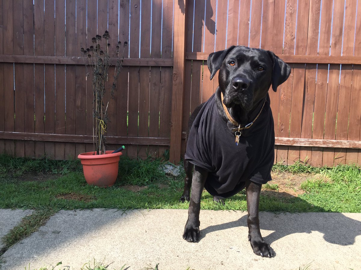 TheLanther's tweet photo. Surgery Monday to remove suspicious lump. Thurs vet called w good lab results - NO cancer! Now I'm styling in some of fabulous tshirts!!! 😉 https://t.co/dG7vDyOm8G