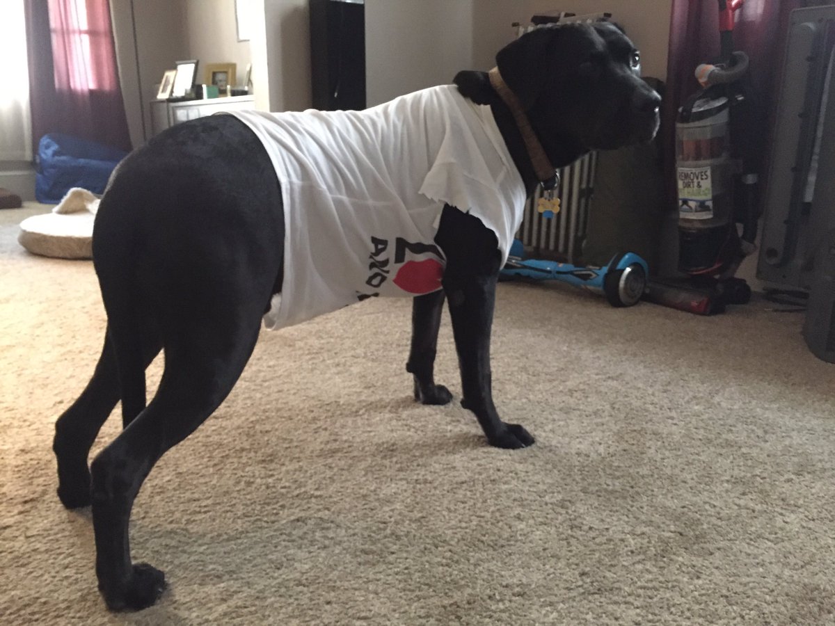 TheLanther's tweet photo. Surgery Monday to remove suspicious lump. Thurs vet called w good lab results - NO cancer! Now I'm styling in some of fabulous tshirts!!! 😉 https://t.co/dG7vDyOm8G