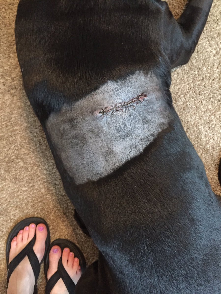 TheLanther's tweet photo. Surgery Monday to remove suspicious lump. Thurs vet called w good lab results - NO cancer! Now I'm styling in some of fabulous tshirts!!! 😉 https://t.co/dG7vDyOm8G