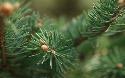 GetUpTo_Speed's tweet image. 9 Impressive Benefits of Atlas Cedarwood Essential Oil #EssentialOil lisaspeed.com/atlas-cedarwoo…