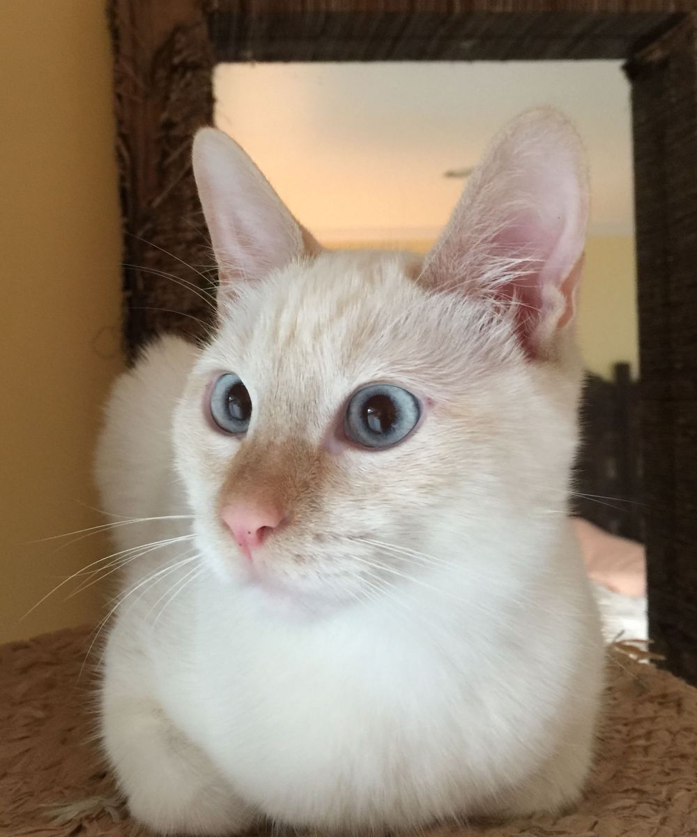 FOR__Education's tweet photo. Again a pet's life is saved through #ISFGrants
https://t.co/SmrihWK58H
See the heavily injured Jesse and happy beautiful recovered Jesse 🐱💚 https://t.co/WnTQfB1eAG