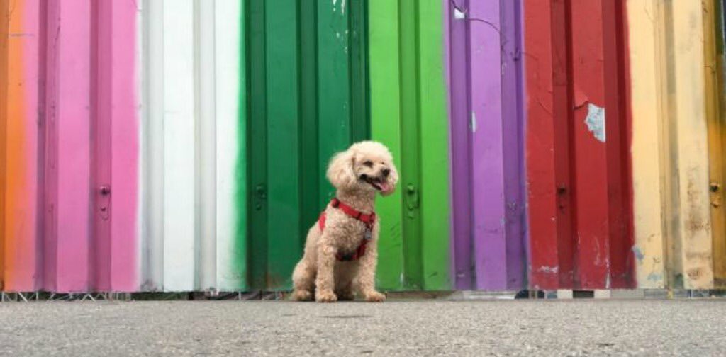 rubyrdfashion's tweet photo. Happy National Dog Day! Check out our newest blog for ways to honor your furry friend. https://t.co/g6rOduiJOH

#RubyRd #RubyRdLiving https://t.co/x2FQHrxyPI