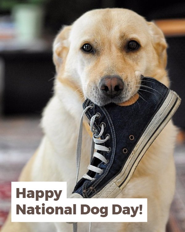 Celebrate your pup's big day by moving your workout outside where they can join you!