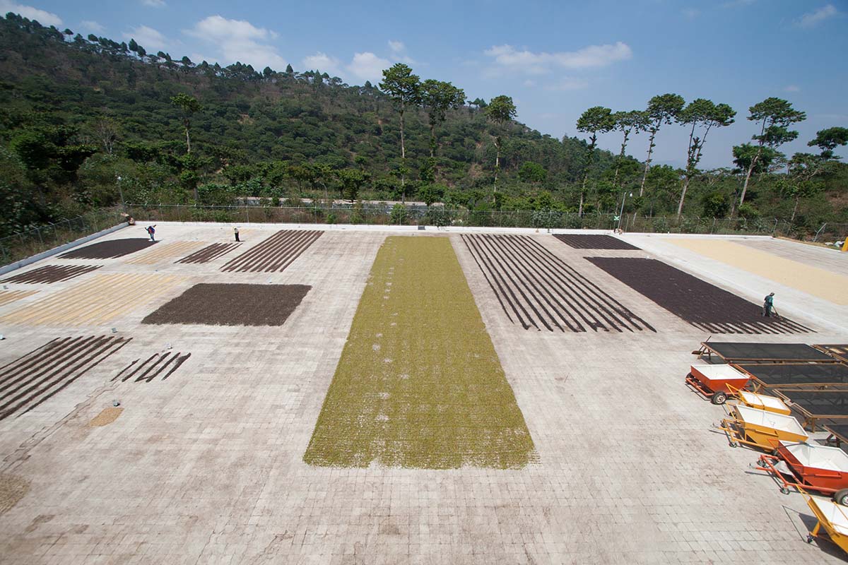 OzoCoffee's tweet image. #DryProcess, or 'Natural' process, entails picking ripe #coffee cherries and immediately laying them out to dry on a patio or raised bed.