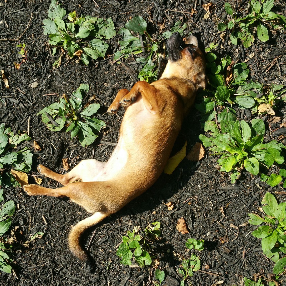 RADIORANDY's tweet photo. Everything should be this happy
#NationalDogDay
#notroadkill
#chiwennie https://t.co/XGA3X3ZAnv