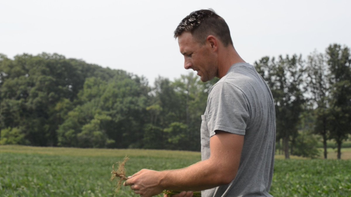 verdesian's tweet photo. “We’ve found that #PresideCL gives our #soybeans more pods.” - @IversFarms
Check out today's #InoculantInsider here: https://t.co/SGFWrpEfGV https://t.co/jrmFO8ub1i