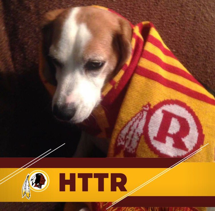 Happy National Dog Day Junior
#NationalDogDay #HTTR