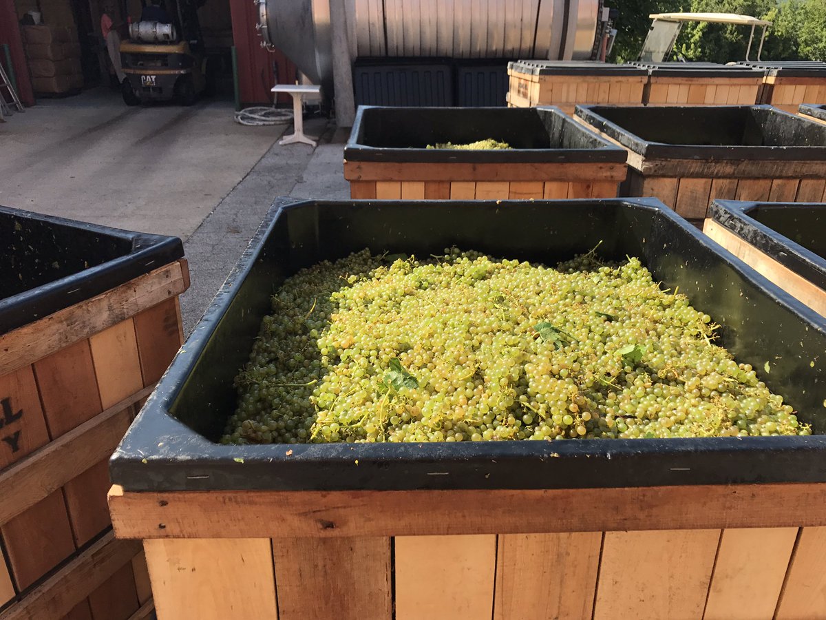 StoneHillWinery's tweet photo. 19.5 tons of Vidal grapes π just arrived and now are being pressed. #MOwine #winery #harvest #vidalgrape #grapeharvest https://t.co/QftHLBvRek