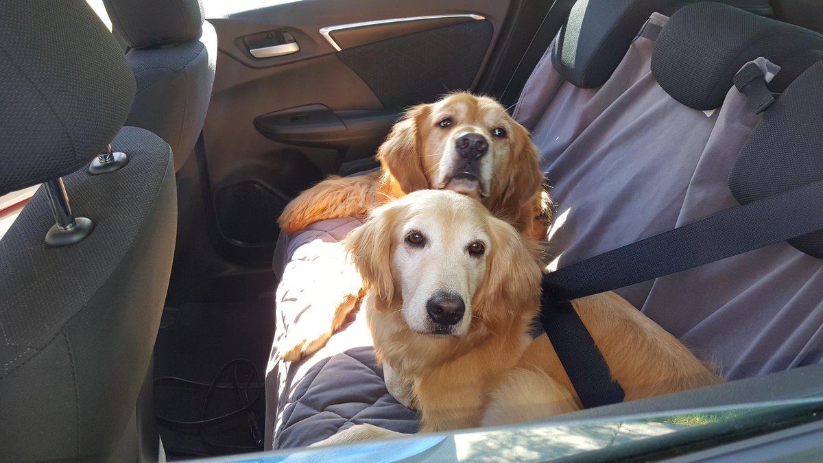carsdotcom's tweet photo. It’s #NationalDogDay, and we’re sharing some of our favorite pet safety tips: https://t.co/PzNpWxdahL https://t.co/poPzMssPTF